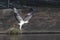 Brahminy Kite, White-bellied Sea-eagle, and Osprey in Thailand.