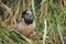 Brahminy myna