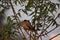 This is a The brahminy myna or brahminy bird setting on a Branch ornithology uniqe expression bird