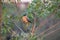 This is a The brahminy myna or brahminy bird setting on a Branch ornithology uniqe expression bird