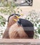 Brahminy Myna or Brahminy Starling bird couple is singing outside the window