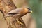 Brahminy myna or brahminy starling Sturnia pagodarum bird
