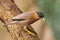 Brahminy myna or brahminy starling Sturnia pagodarum bird