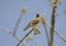 Brahminy Myna or Brahminy Starling on the tree