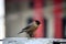 Brahminy Myna (Sturnia pagodarum) searching for food : (pix Sanjiv Shukla)