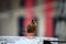 Brahminy Myna (Sturnia pagodarum) searching for food : (pix Sanjiv Shukla)