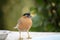 Brahminy Myna (Sturnia pagodarum) searching for food : (pix Sanjiv Shukla)