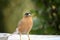 Brahminy Myna (Sturnia pagodarum) searching for food : (pix Sanjiv Shukla)