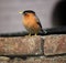 Brahminy Myna (Sturnia pagodarum) searching for food : (pix Sanjiv Shukla)