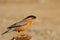 Brahminy Starling