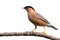 Brahminy Starling bird