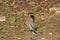 Brahminy starling Male