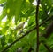 Brahminy Starling Myna bird