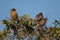 Brahminy starlings Sturnia pagodarum on a shrub.