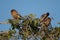 Brahminy starlings Sturnia pagodarum on a shrub.