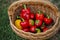 Braided basket with fresh harvest of sweet peppers