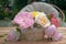 Braided basket with roses of different varieties against the background of the garden