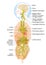 Brain with activated vagus nerve and human organs, medically Illustration