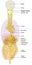 Brain with activated vagus nerve, medically Illustration