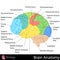 Brain Anatomy