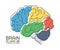 Brain anatomy with flat color design and outline stroke . Frontal Parietal Temporal Occipital lobe Cerebellum and Brainstem .