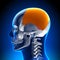 Brain Anatomy - Parietal lobe