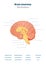 Brain anatomy vector illustration. Anatomical blank head organ structure.