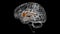 Brain caudate nucleus Anatomy For Medical Concept 3D