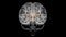 Brain caudate nucleus Anatomy For Medical Concept 3D
