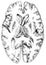 Brain - Cerebral Cortex Cross Section