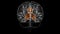 Brain cingulate gyrus Anatomy For Medical Concept 3D animation