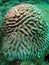 Brain Coral