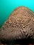 Brain Coral