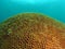 Brain Coral