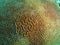 Brain Coral