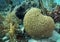 Brain Coral - Belize Reef