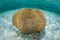 Brain Coral in Caribbean Sea