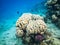 Brain coral. Colourful marine life in Red Sea, Egypt, Dahab.
