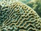 Brain coral, Platygyra