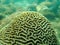 Brain coral, Platygyra