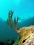 Brain Coral and Sea Rod