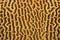 Brain coral surface