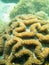 Brain coral, Symphyllia