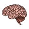 Brain. Cyber brain. Vector illustration isolated on white background.