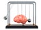 Brain disease or destruction, memory loss concept. Newton`s cradle with brain. 3D rendering