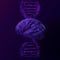 Brain and DNA spiral low poly wireframe illustration in purple