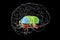 Brain dorsal striatum anatomy, 3D illustration