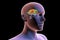 Brain dorsal striatum anatomy, 3D illustration
