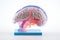 Brain Excitatory & inhibitory signals via neurons. Glial cells, including astrocytes & microglia, neural functions. Nervous system