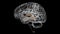 Brain fornix of forebrain Anatomy For Medical Concept 3D